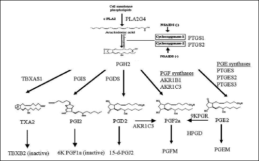 Prostaglandin biosynthesis