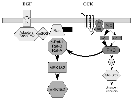 The EGF receptor is shown signaling through its tyrosine kinase activity to